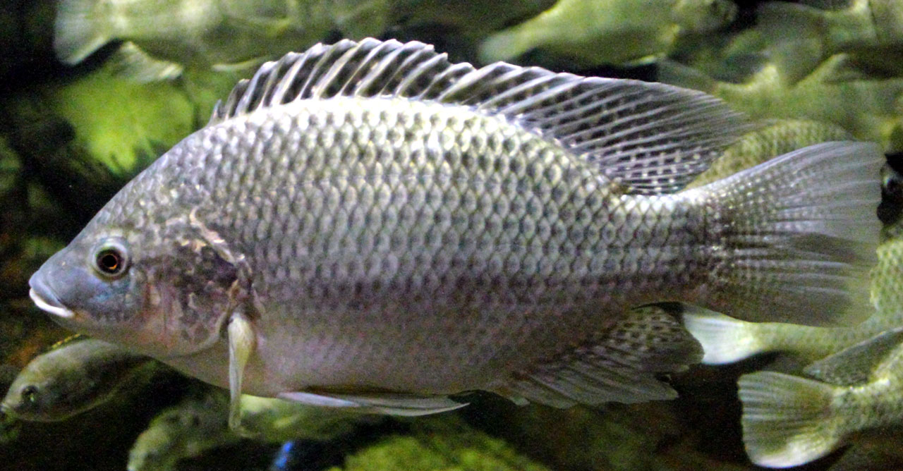 Gambar Ikan Mujair - KibrisPDR