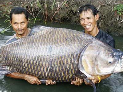 Detail Gambar Ikan Mujair Besar Nomer 17