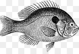 Detail Gambar Ikan Mujair Kartun Nomer 45