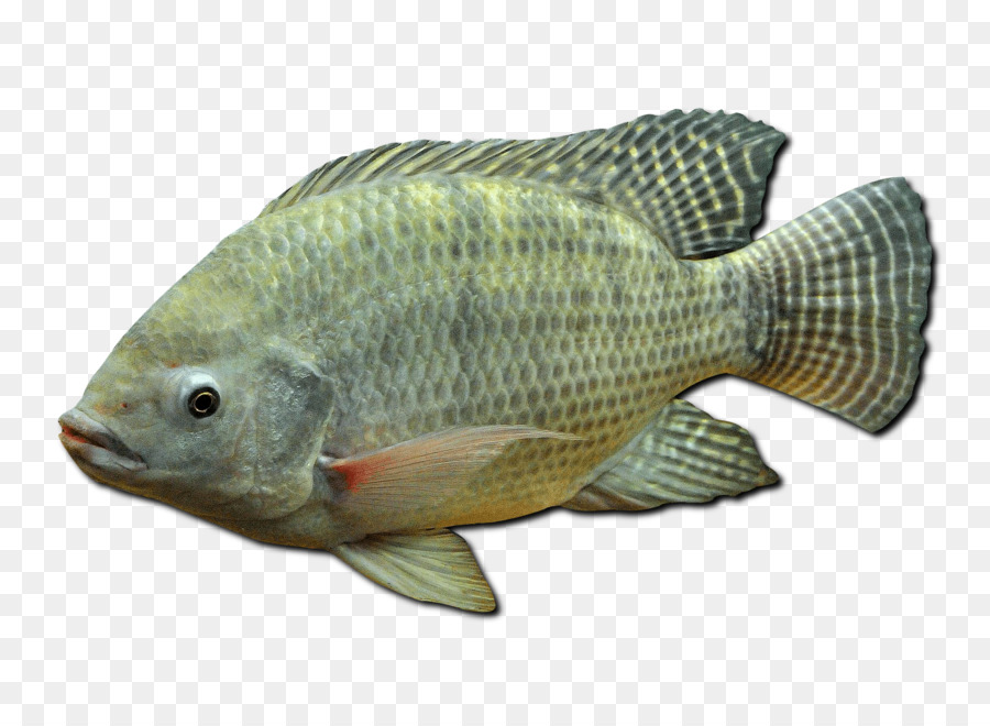 Detail Gambar Ikan Mujair Kartun Nomer 7