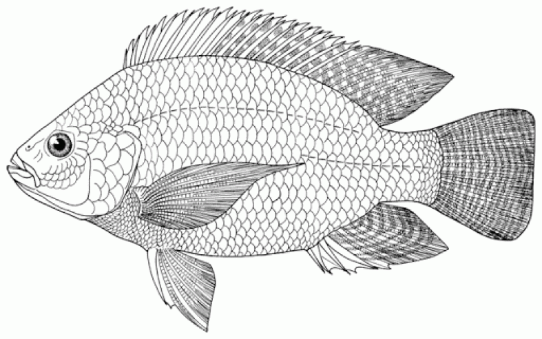 Detail Gambar Ikan Mujair Kartun Nomer 9