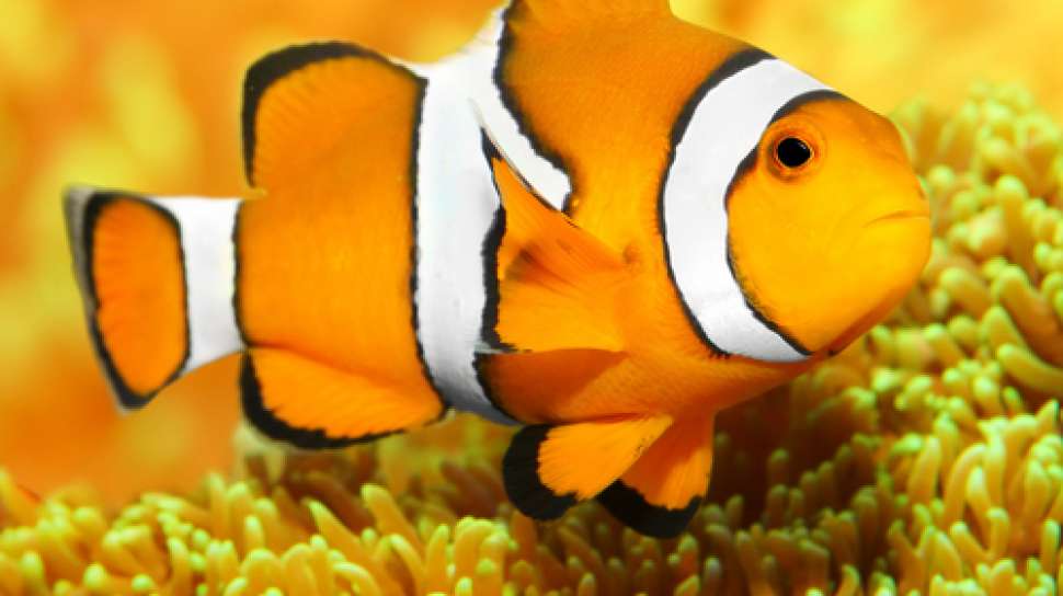 Detail Gambar Ikan Nemo Nomer 17