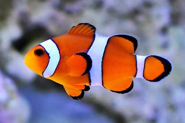 Detail Gambar Ikan Nemo Nomer 18