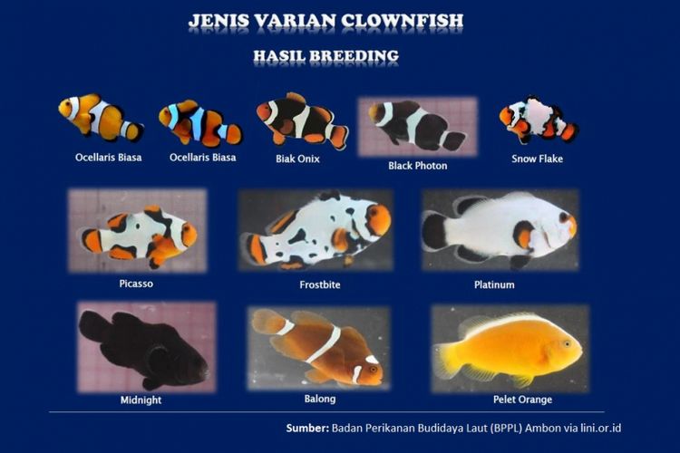 Detail Gambar Ikan Nemo Nomer 21