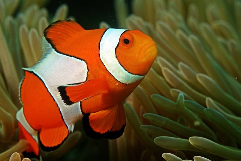 Detail Gambar Ikan Nemo Nomer 4