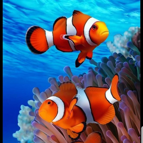 Detail Gambar Ikan Nemo Nomer 53