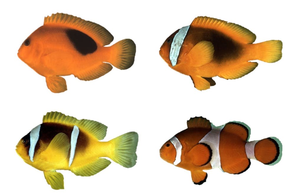 Detail Gambar Ikan Nemo Animasi Nomer 11