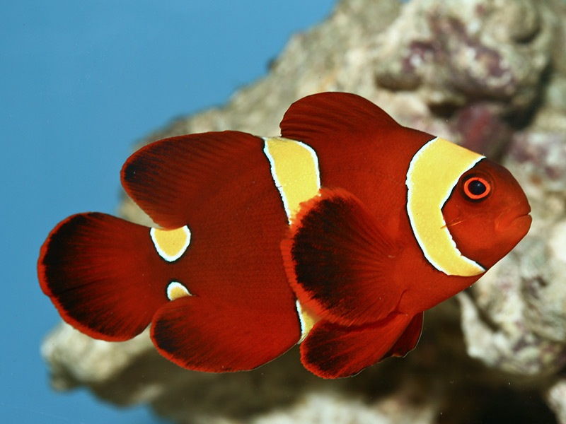 Detail Gambar Ikan Nemo Animasi Nomer 31