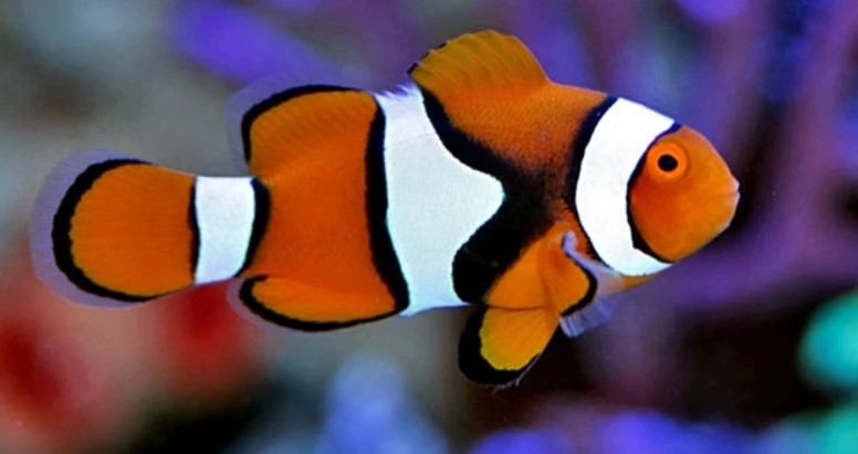 Detail Gambar Ikan Nemo Asli Nomer 16