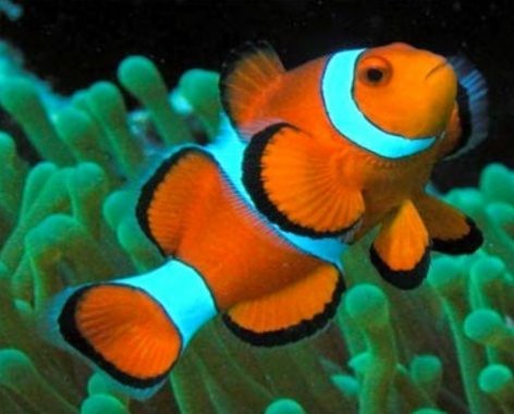 Detail Gambar Ikan Nemo Asli Nomer 38