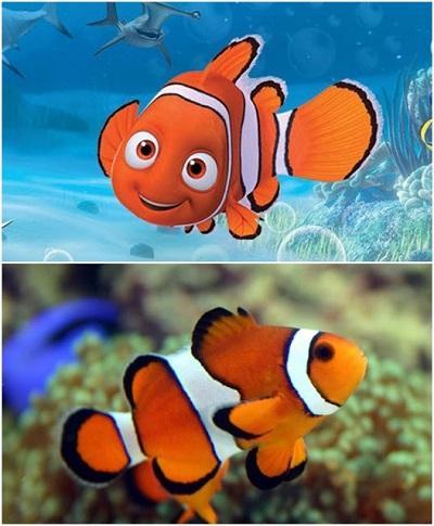 Detail Gambar Ikan Nemo Bergerak Nomer 13