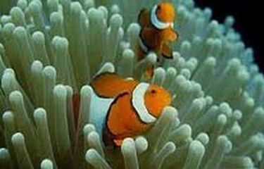 Detail Gambar Ikan Nemo Bergerak Nomer 14