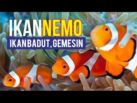 Detail Gambar Ikan Nemo Bergerak Nomer 53