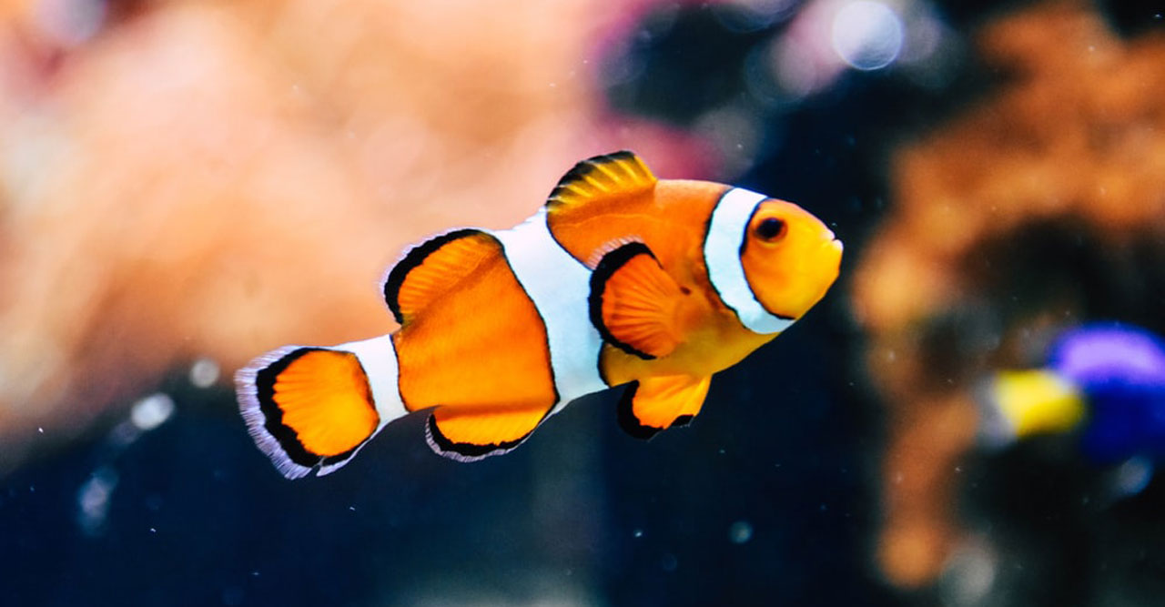 Detail Gambar Ikan Nemo Di Laut Nomer 28