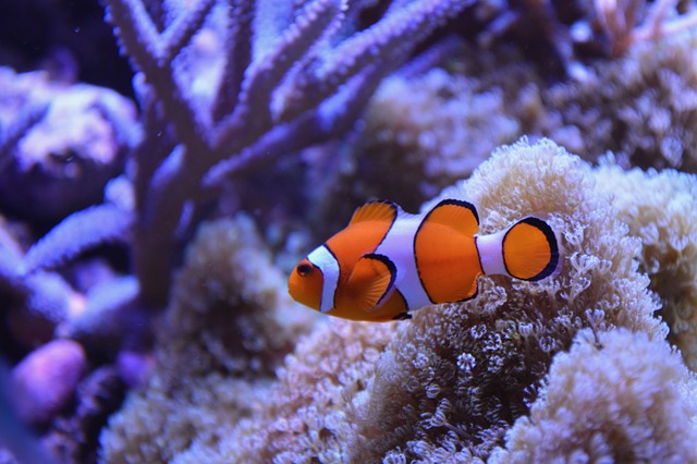 Detail Gambar Ikan Nemo Di Laut Nomer 30