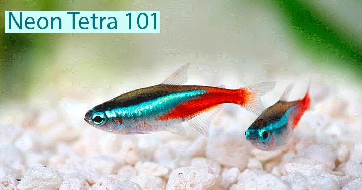 Gambar Ikan Neon Tetra - KibrisPDR