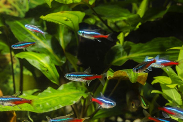 Detail Gambar Ikan Neon Tetra Nomer 2