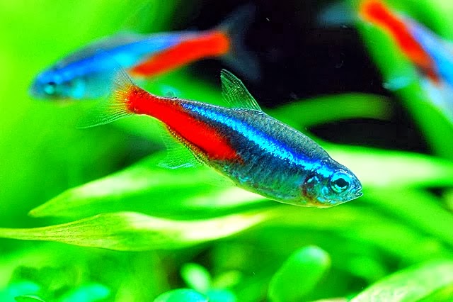 Detail Gambar Ikan Neon Tetra Nomer 13