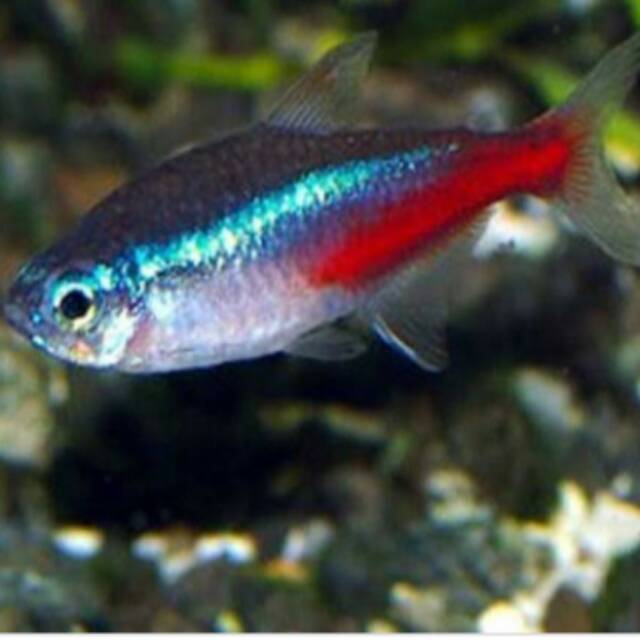 Detail Gambar Ikan Neon Tetra Nomer 14