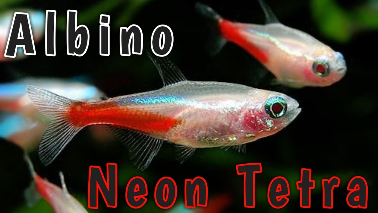 Detail Gambar Ikan Neon Tetra Nomer 15