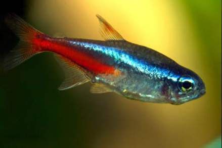 Detail Gambar Ikan Neon Tetra Nomer 17