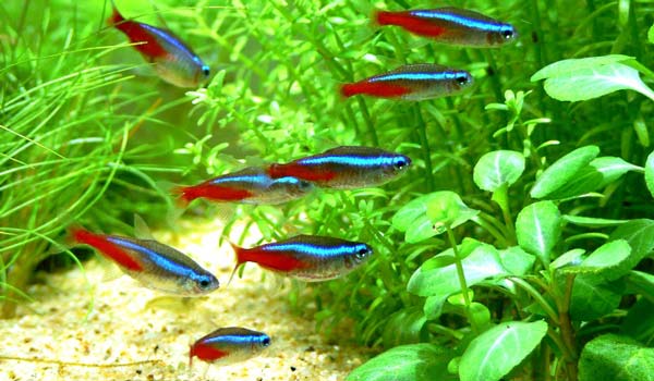 Detail Gambar Ikan Neon Tetra Nomer 18