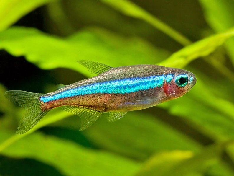 Detail Gambar Ikan Neon Tetra Nomer 19