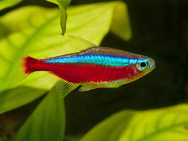 Detail Gambar Ikan Neon Tetra Nomer 20