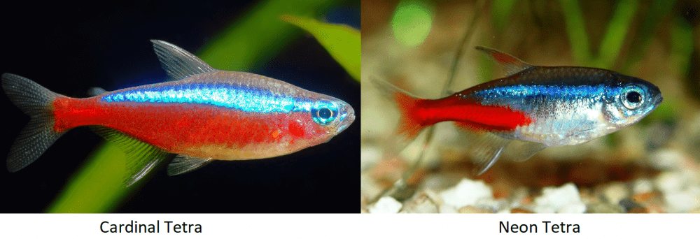 Detail Gambar Ikan Neon Tetra Nomer 21