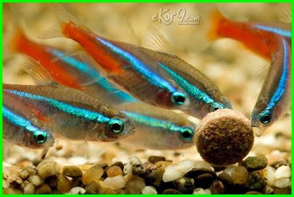 Detail Gambar Ikan Neon Tetra Nomer 23