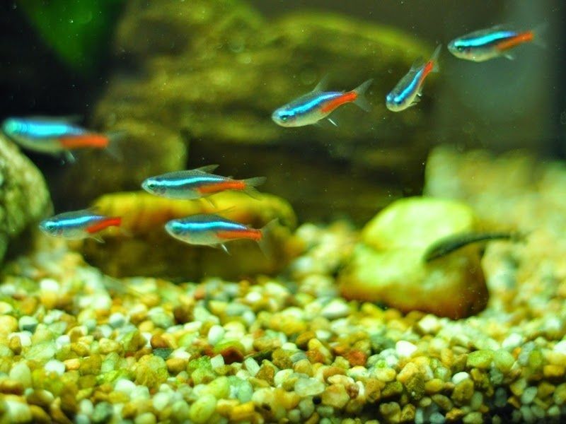 Detail Gambar Ikan Neon Tetra Nomer 27