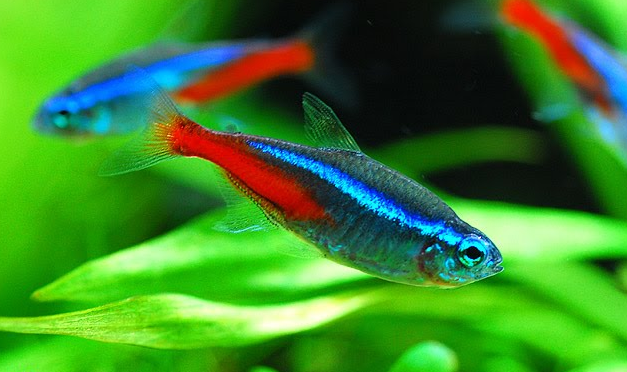 Detail Gambar Ikan Neon Tetra Nomer 29