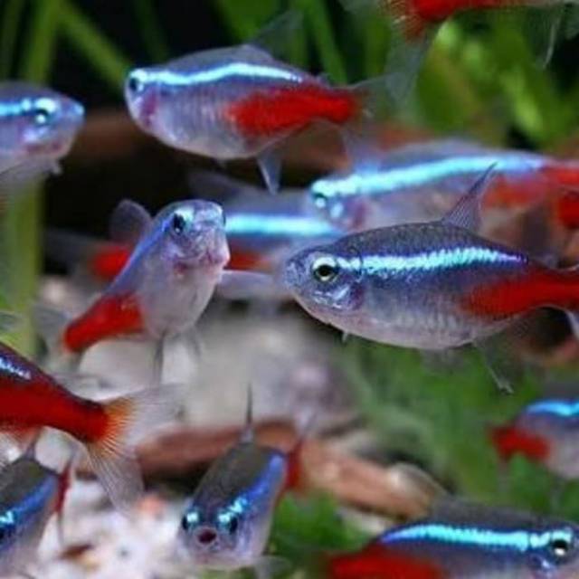 Detail Gambar Ikan Neon Tetra Nomer 4