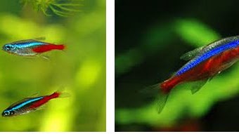 Detail Gambar Ikan Neon Tetra Nomer 37