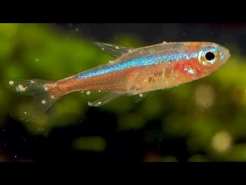 Detail Gambar Ikan Neon Tetra Nomer 38