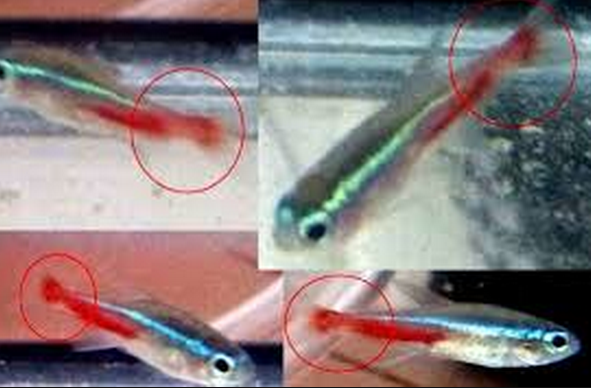 Detail Gambar Ikan Neon Tetra Nomer 48