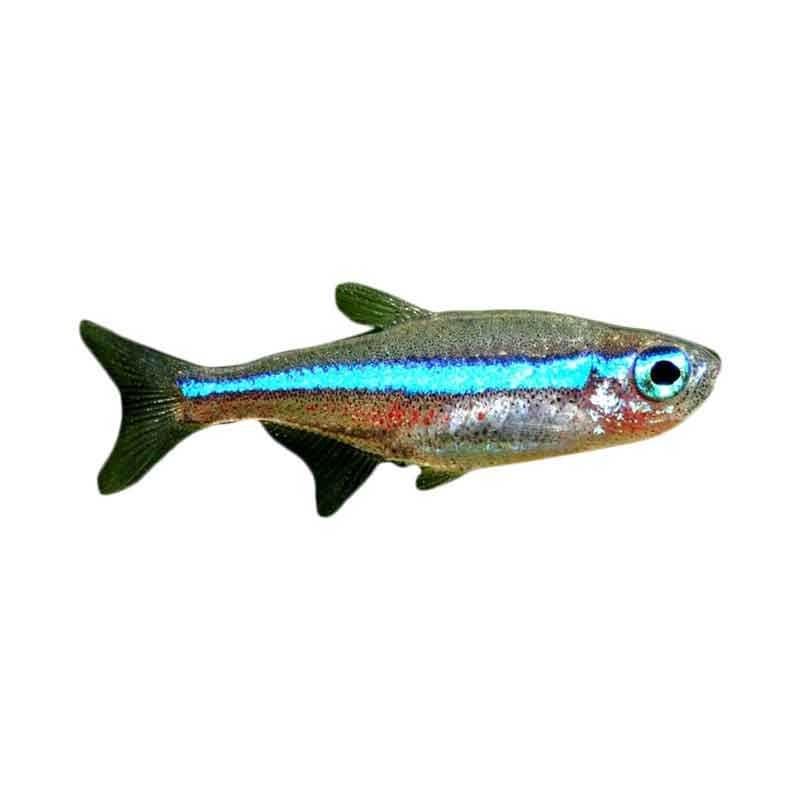 Detail Gambar Ikan Neon Tetra Nomer 50