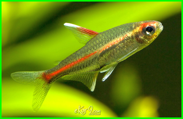 Detail Gambar Ikan Neon Tetra Nomer 56