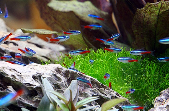 Detail Gambar Ikan Neon Tetra Nomer 57