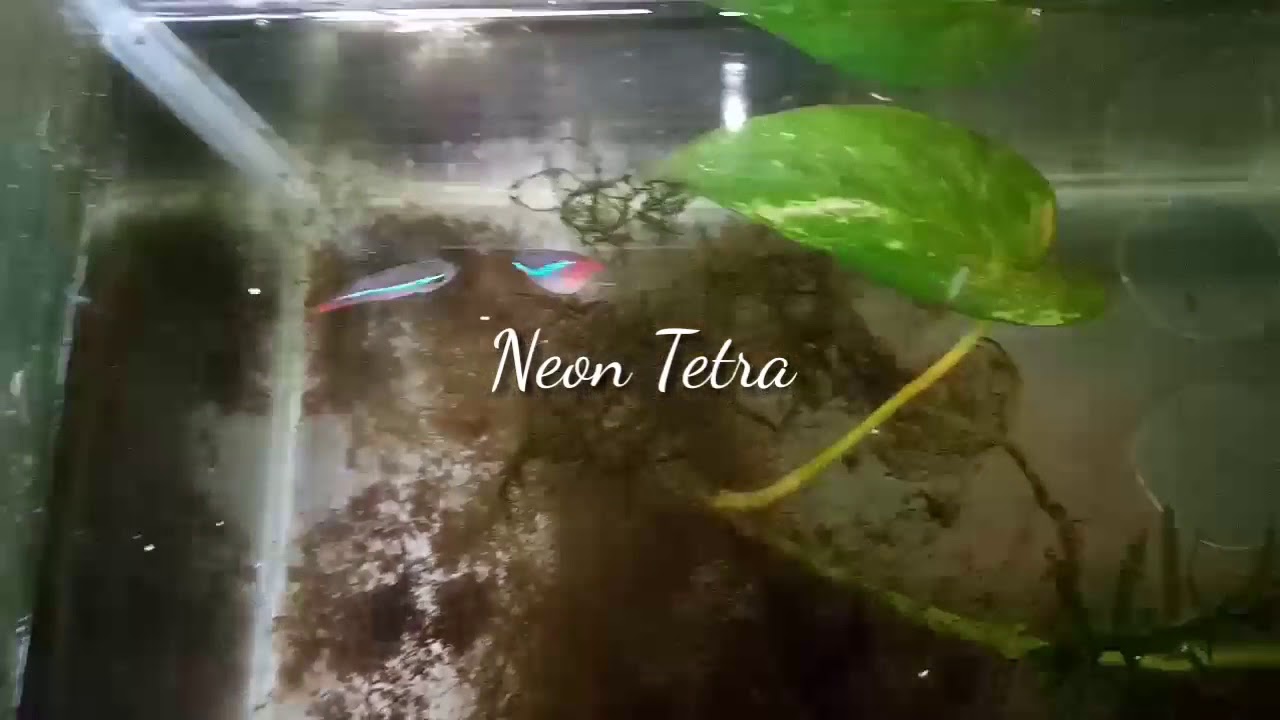 Detail Gambar Ikan Neon Tetra Nomer 58