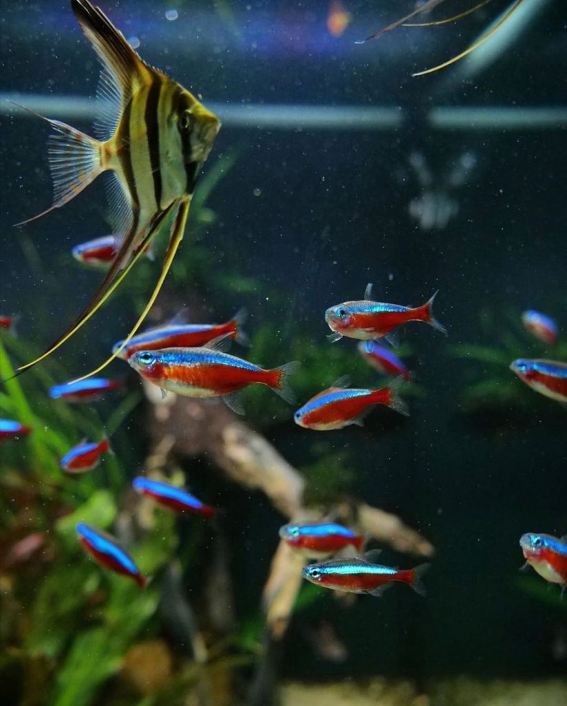 Detail Gambar Ikan Neon Tetra Nomer 7