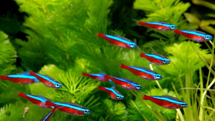 Detail Gambar Ikan Neon Tetra Nomer 8