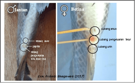 Detail Gambar Ikan Nila Jantan Dan Betina Nomer 18