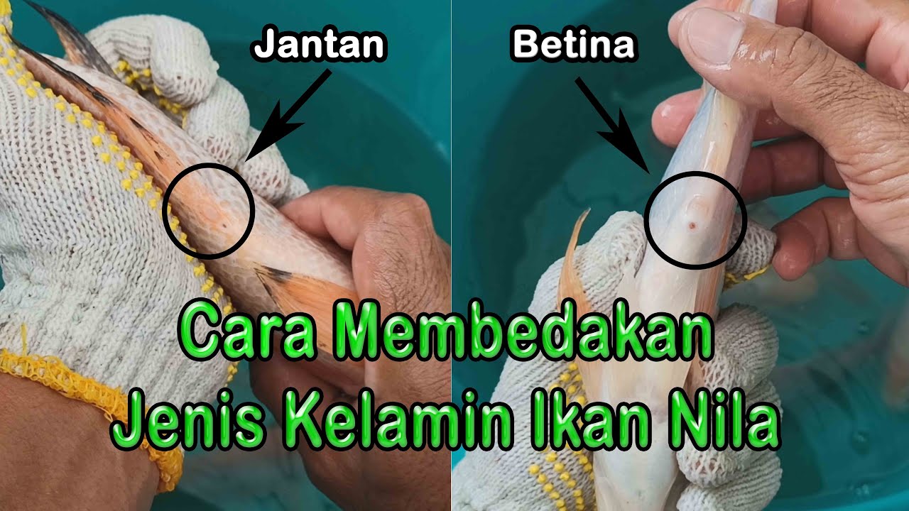 Detail Gambar Ikan Nila Jantan Dan Betina Nomer 20