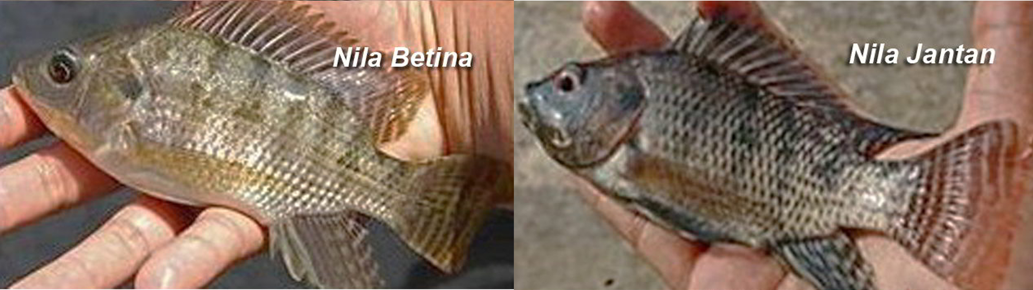 Detail Gambar Ikan Nila Jantan Dan Betina Nomer 24