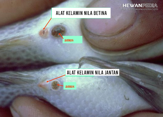 Detail Gambar Ikan Nila Jantan Dan Betina Nomer 3