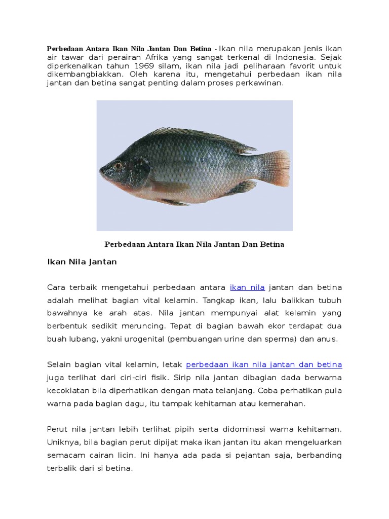 Detail Gambar Ikan Nila Jantan Dan Betina Nomer 47