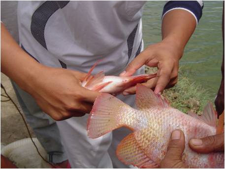 Detail Gambar Ikan Nila Jantan Dan Betina Nomer 51