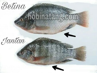Detail Gambar Ikan Nila Jantan Dan Betina Nomer 7