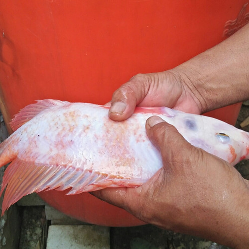 Detail Gambar Ikan Nila Merah Nomer 14